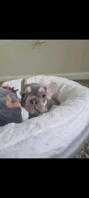 French bull dogs - Image 3 of 3