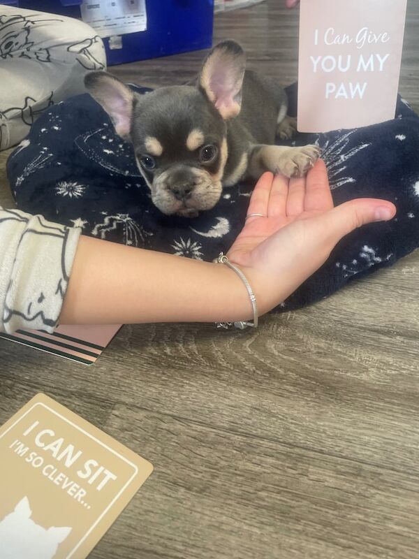 French Bulldog puppies for sale in Sheffield, South Yorkshire – 9 weeks old