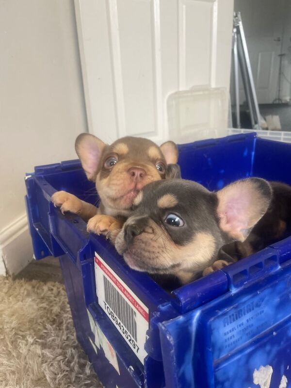 French Bulldog puppies for sale in Sheffield, South Yorkshire – 9 weeks old - Image 2 of 3