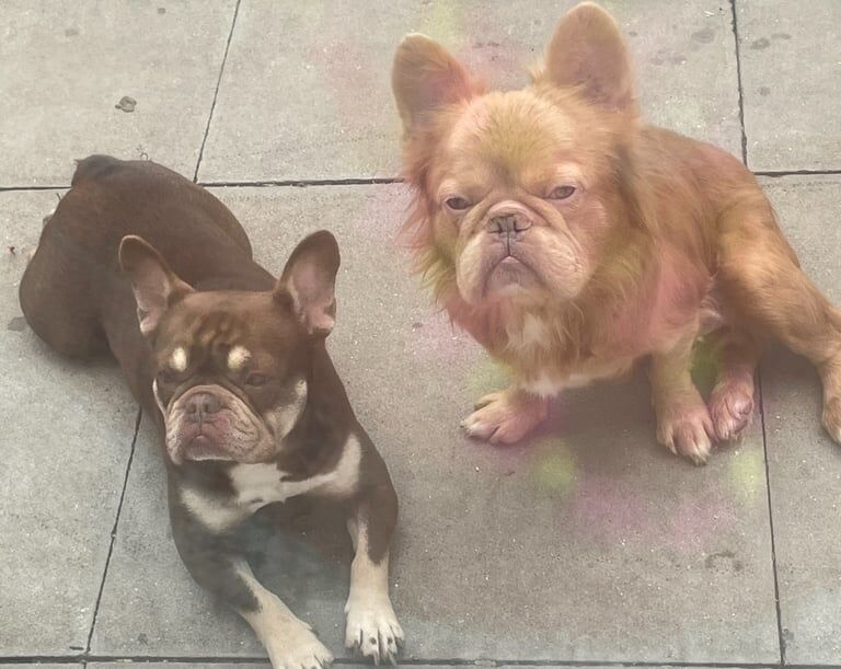 French Bulldog puppies for sale in Sheffield, South Yorkshire – 9 weeks old - Image 3 of 3
