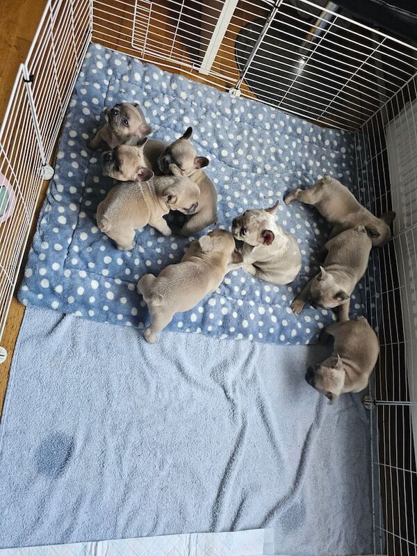 French Bulldog puppies for sale in North Acton, Greater London – 9 weeks old