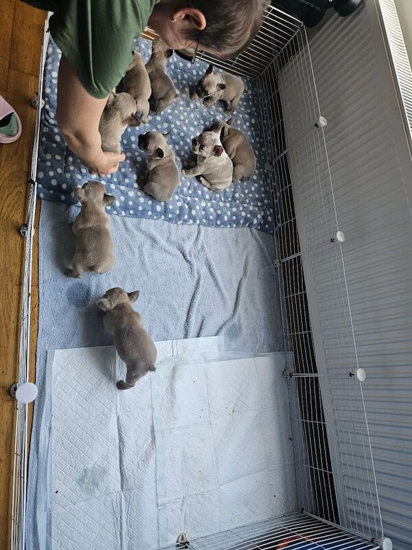 French bull dogs for sale. - Image 2 of 3