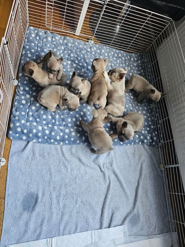 French bull dogs for sale. - Image 3 of 3