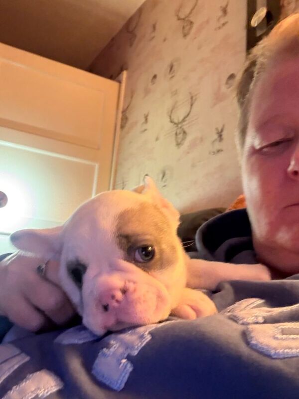 French Bulldog puppies for sale in Yatton, Herefordshire – 6 weeks old