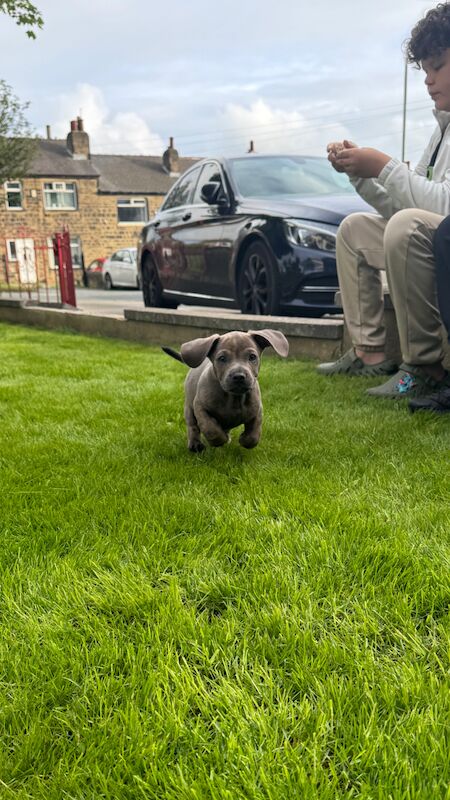 french bull weiner boy (reduced!) £300 for sale in Bradford, West Yorkshire | Image 2