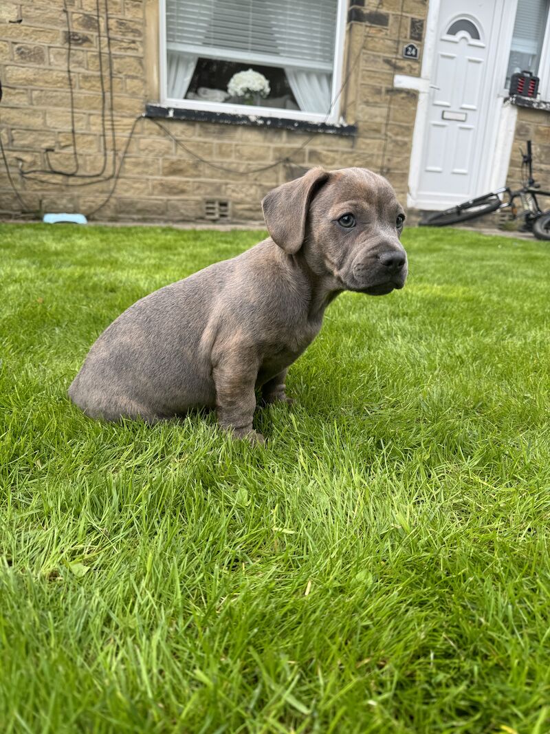 french bull weiner boy (reduced!) £300 for sale in Bradford, West Yorkshire | Image 3