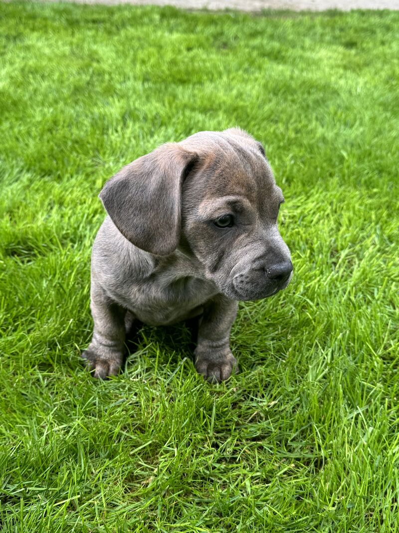 french bull weiner boy (reduced!) £300 for sale in Bradford, West Yorkshire | Image 4