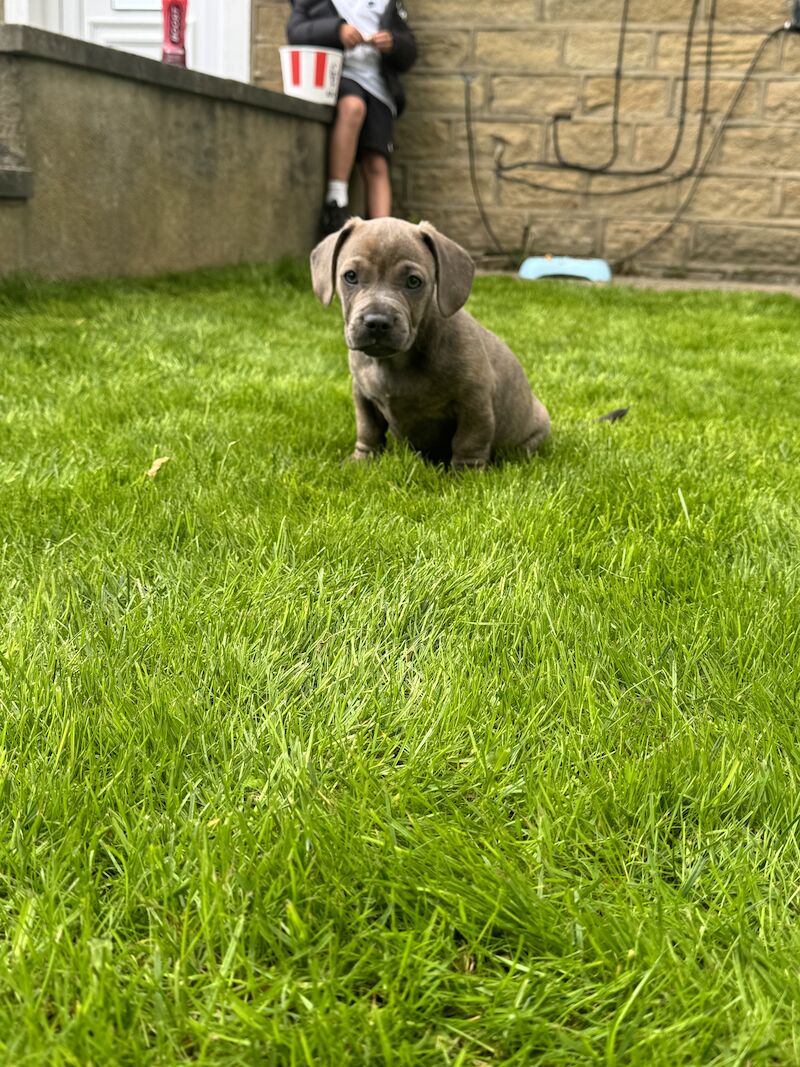 French Bulldog puppies for sale in Bradford, West Yorkshire – 1 year old - Image 5 of 9