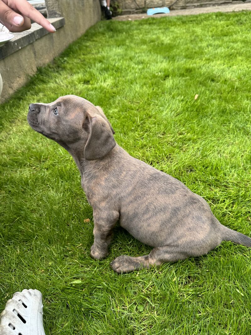 French Bulldog puppies for sale in Bradford, West Yorkshire – 1 year old - Image 6 of 9