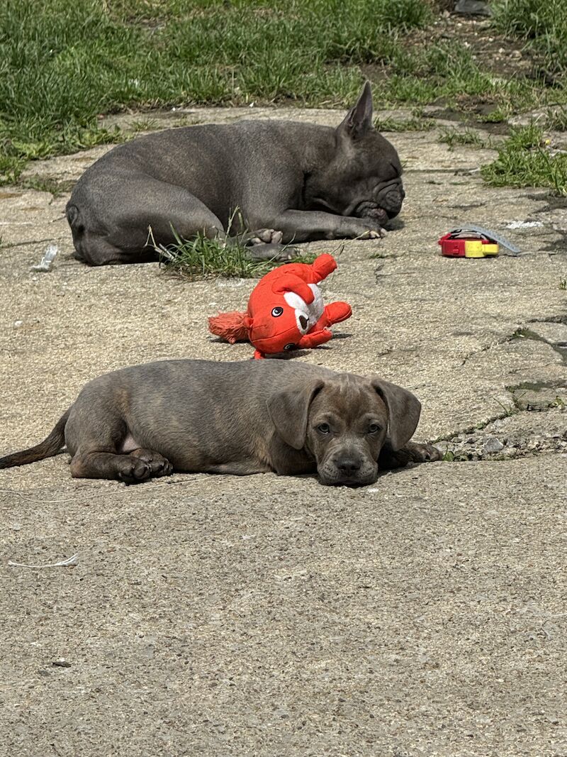 French Bulldog puppies for sale in Bradford, West Yorkshire – 1 year old - Image 7 of 9