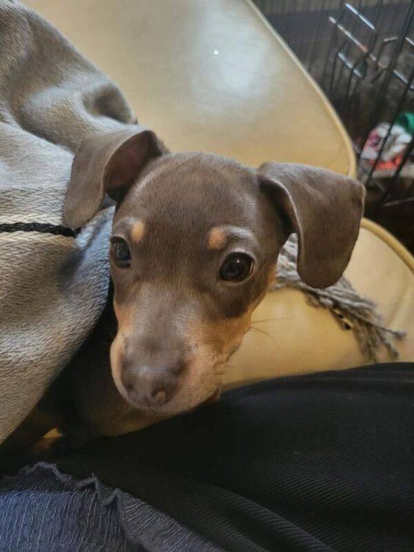 French Bulldog puppies for sale in Liverpool, Merseyside – 3 months old