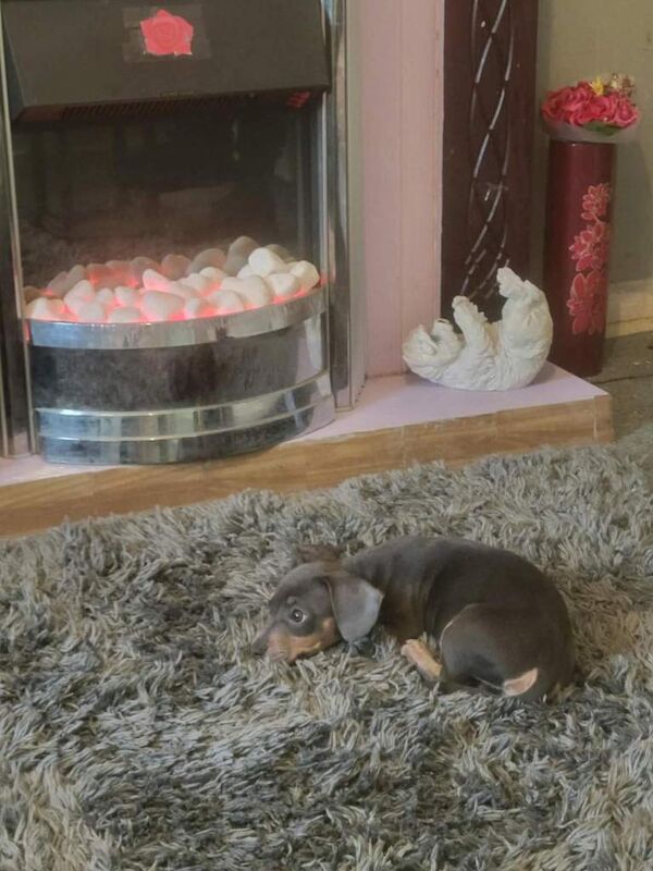 French Bulldog puppies for sale in Liverpool, Merseyside – 3 months old - Image 2 of 3