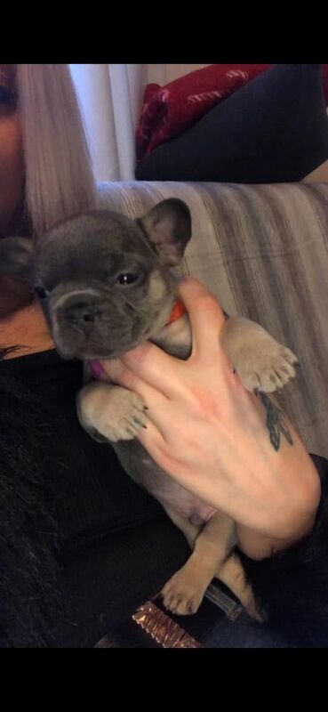 French bulldog - Image 6 of 7