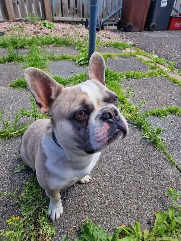 French bulldog 11 Month pup for sale in Newtownabbey, County Antrim