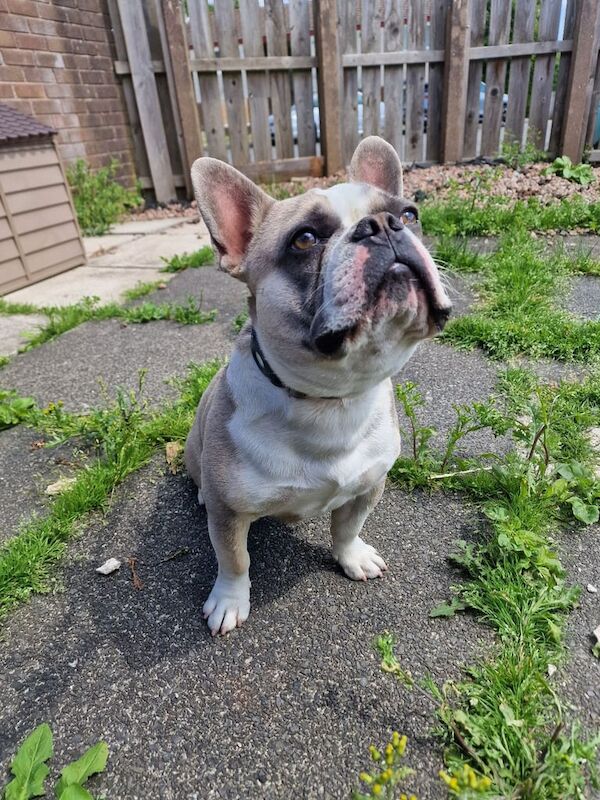 French bulldog 11 Month pup for sale - Image 2 of 3