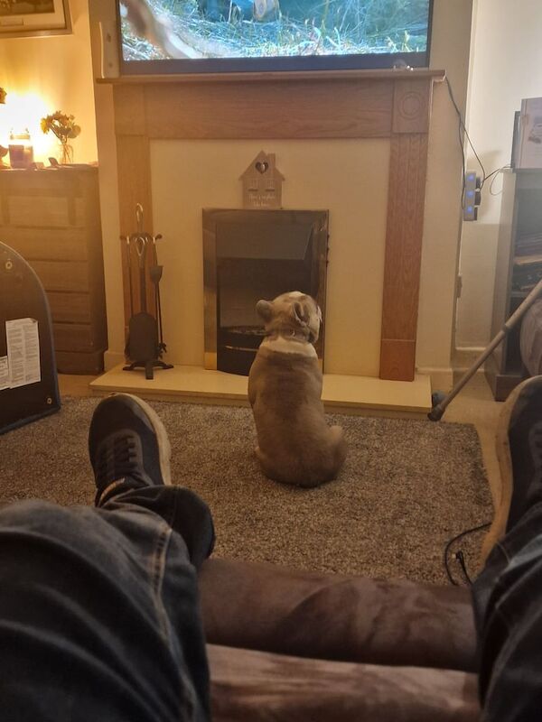 French bulldog 11 Month pup for sale - Image 3 of 3