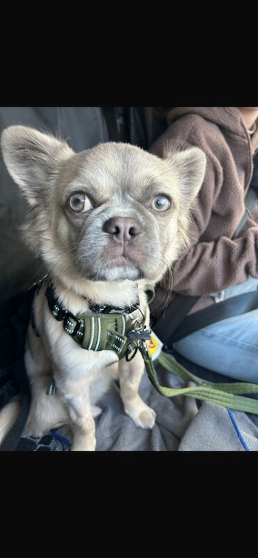 Frenchie Puppies For Sale