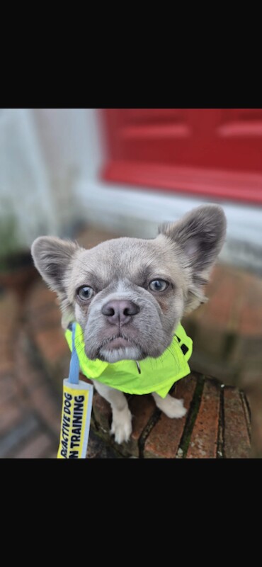 French Bulldog 11 months - Image 2 of 3
