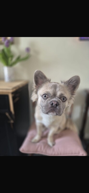 French Bulldog 11 months - Image 3 of 3