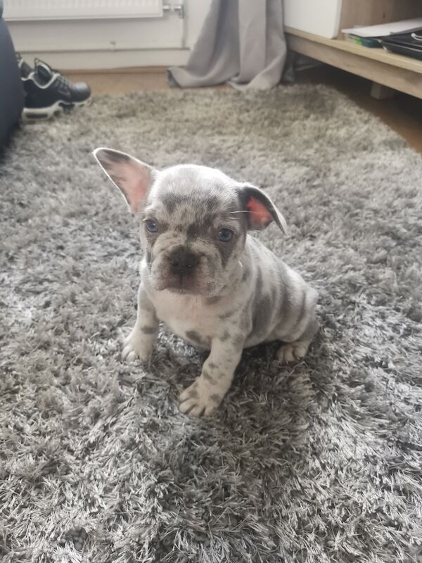 French bulldog for sale in Coventry, West Midlands | Image 2