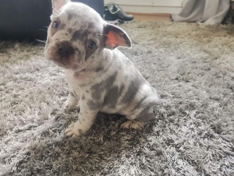 French bulldog for sale in Coventry, West Midlands | Image 3