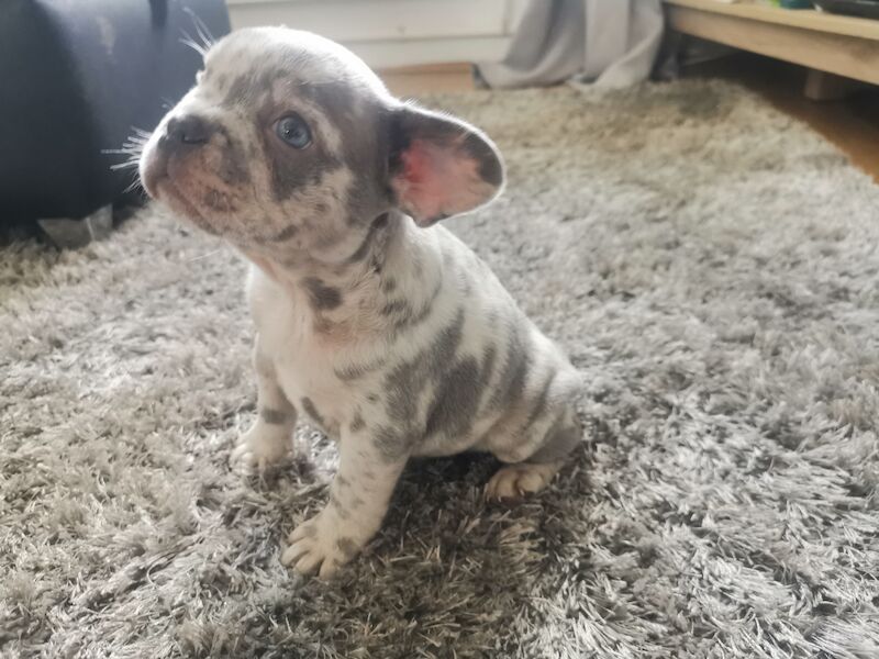 French Bulldog puppies for sale in Coventry, West Midlands – 1 year old - Image 4 of 10