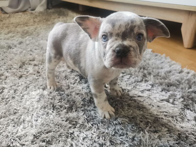 French Bulldog puppies for sale in Coventry, West Midlands – 1 year old - Image 5 of 10