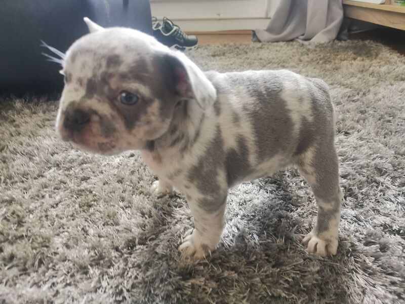 French Bulldog puppies for sale in Coventry, West Midlands – 1 year old - Image 6 of 10