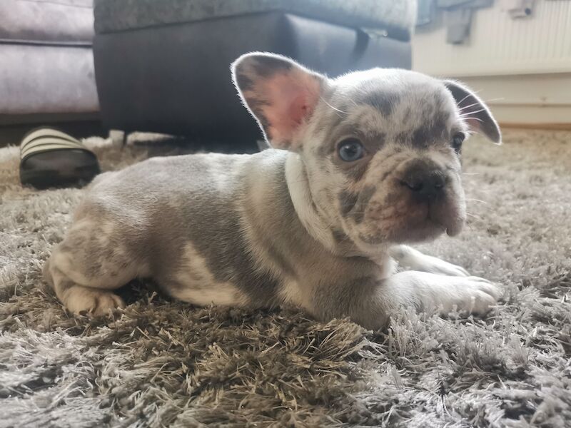 French Bulldog puppies for sale in Coventry, West Midlands – 1 year old - Image 7 of 10