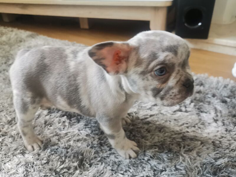 French Bulldog puppies for sale in Coventry, West Midlands – 1 year old - Image 8 of 10