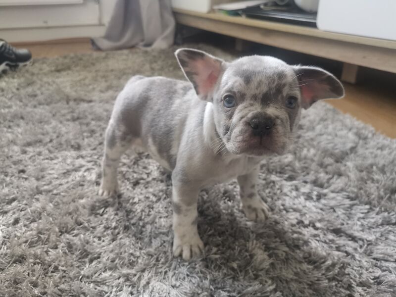 French Bulldog puppies for sale in Coventry, West Midlands – 1 year old - Image 9 of 10