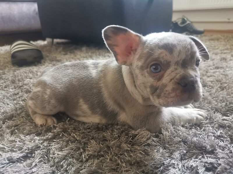 French Bulldog puppies for sale in Coventry, West Midlands – 1 year old - Image 10 of 10