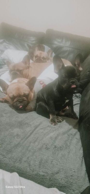 French Bulldog 14 weeks old