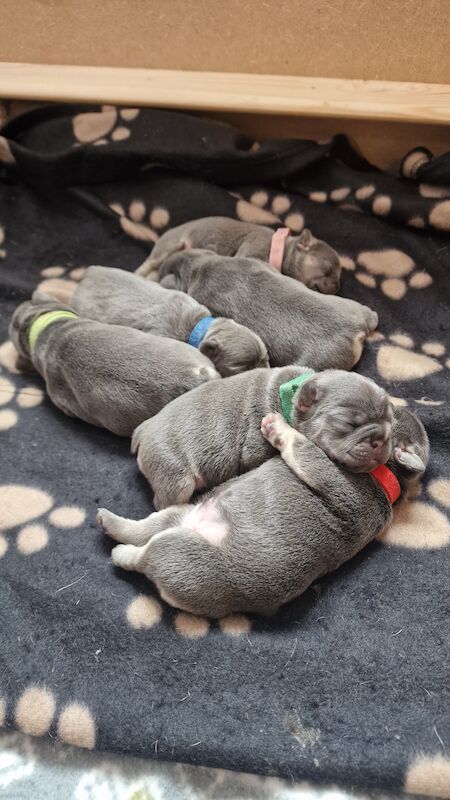 French bulldog *reduced* - Image 3 of 14