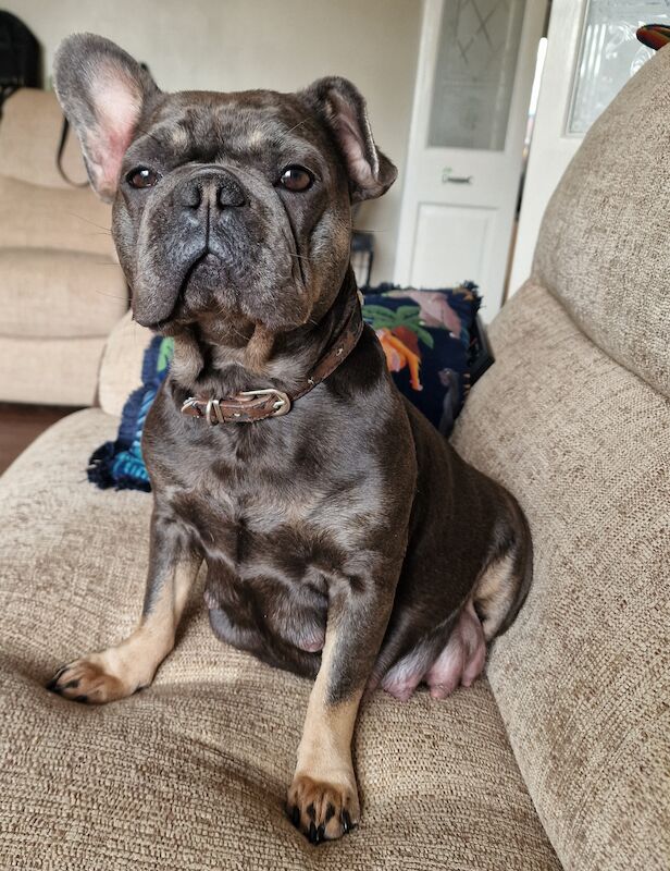 French bulldog *reduced* - Image 5 of 14