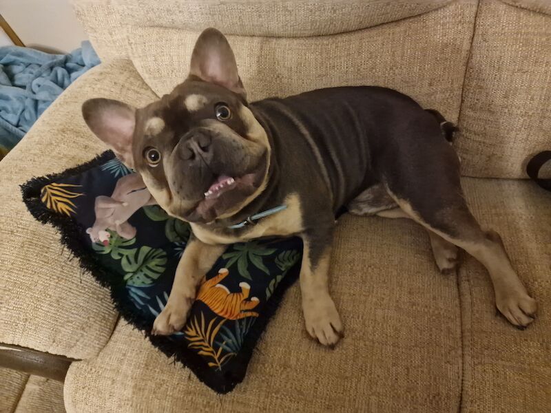 French bulldog *reduced* - Image 4 of 14