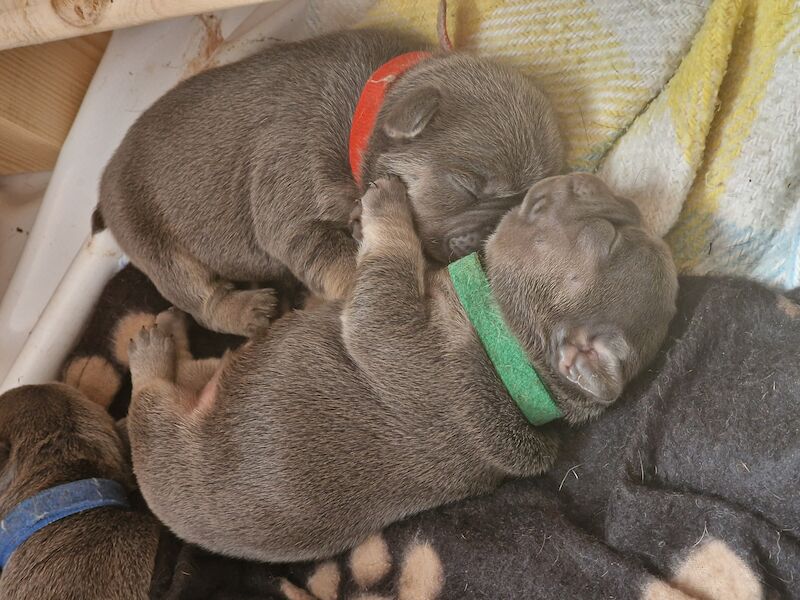 French bulldog *reduced* - Image 7 of 14