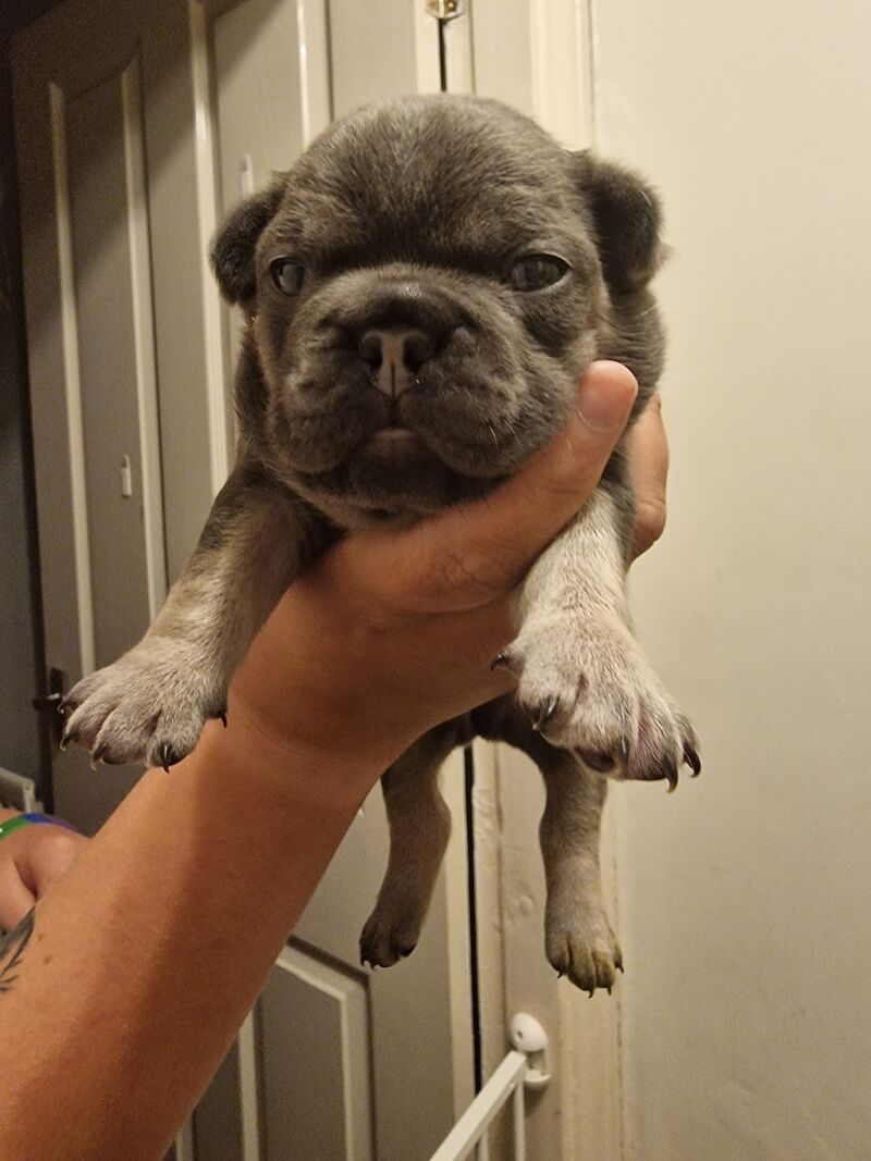 French bulldog *reduced* - Image 6 of 14