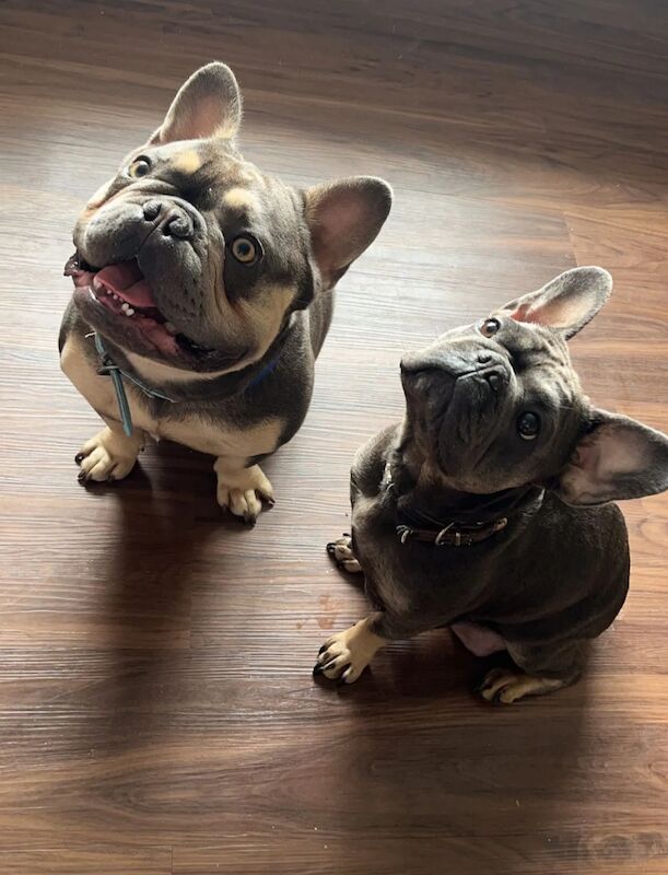 French bulldog *reduced* - Image 9 of 14