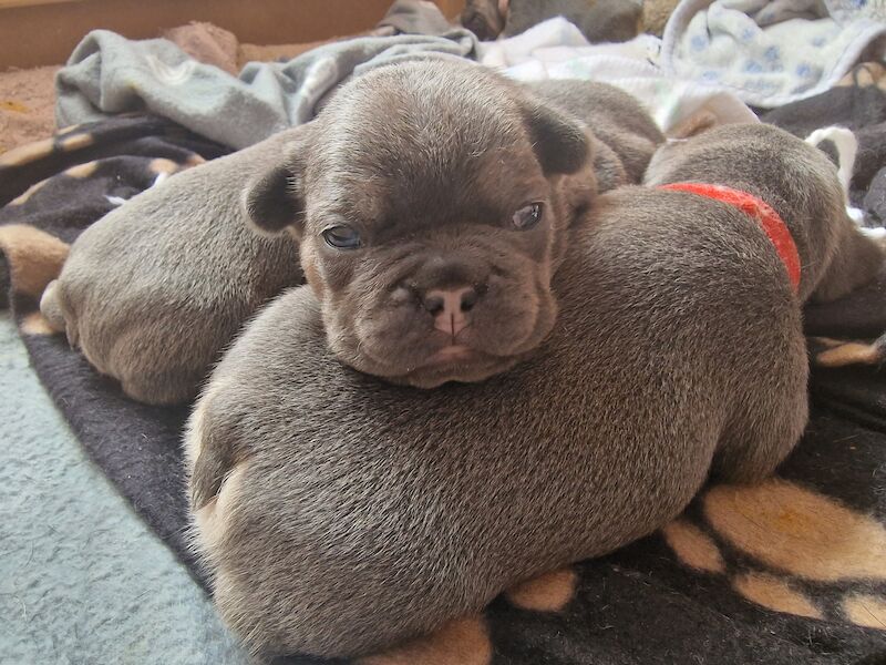 French bulldog *reduced* - Image 10 of 14