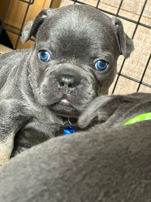 French bulldog *reduced* - Image 8 of 14