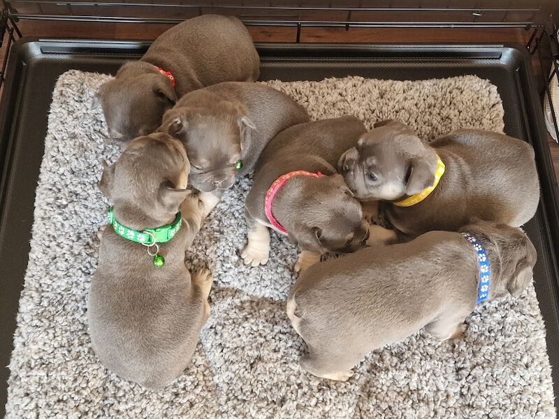 French bulldog *reduced* - Image 11 of 14