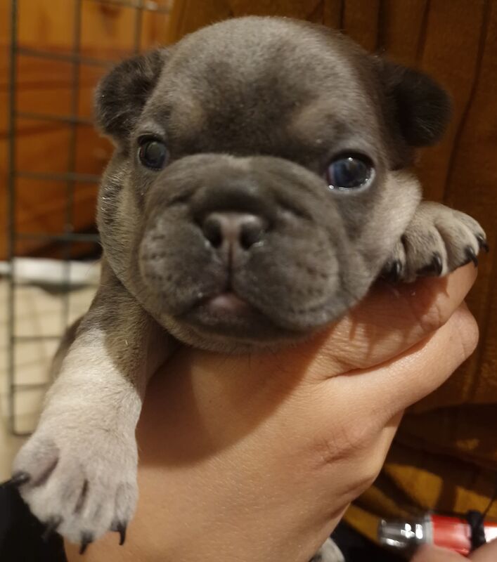 French bulldog *reduced* - Image 13 of 14