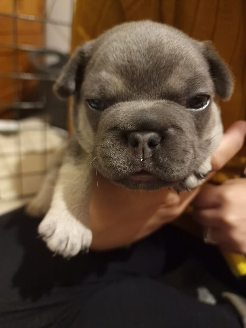 French bulldog *reduced* - Image 14 of 14