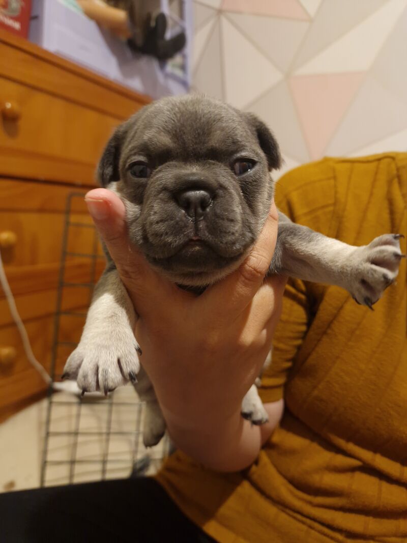 French bulldog *reduced* - Image 12 of 14
