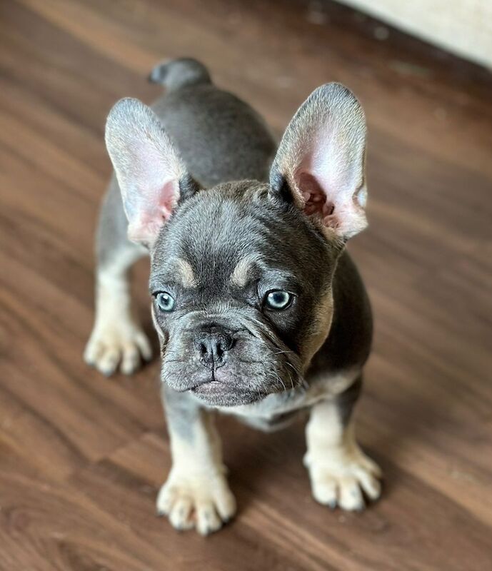 French bulldog *reduced* - Image 2 of 14