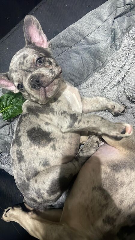 French bulldog for sale in Manchester, Greater Manchester | Image 2