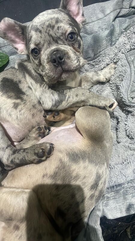 French bulldog for sale in Manchester, Greater Manchester | Image 3