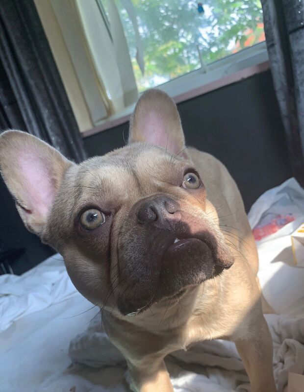 French bulldog for sale in Nottingham, Nottinghamshire | Image 1