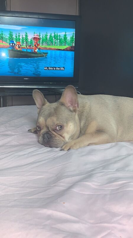 French bulldog for sale in Nottingham, Nottinghamshire | Image 2